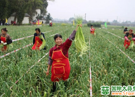 四川溫江：蒜薹喜獲豐收 ()