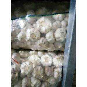 本人有精品蒜六點零，六點五規(guī)格