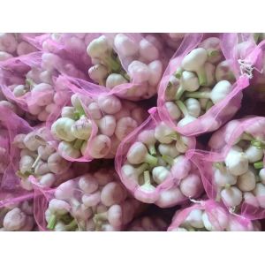 代理大蒜，蒜薹