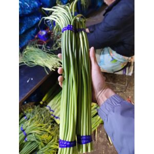 長年供應(yīng)冷庫保鮮蒜薹，質(zhì)優(yōu)價廉