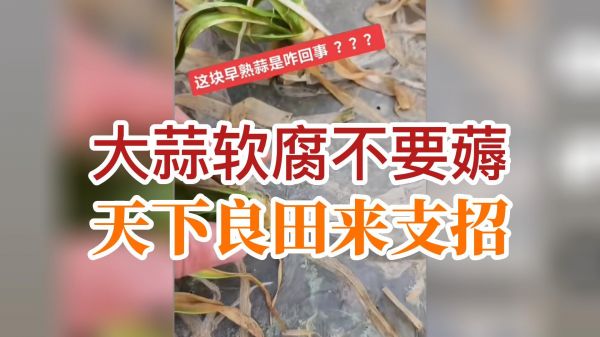 大蒜軟腐不要薅，天下良田來(lái)支招 ()