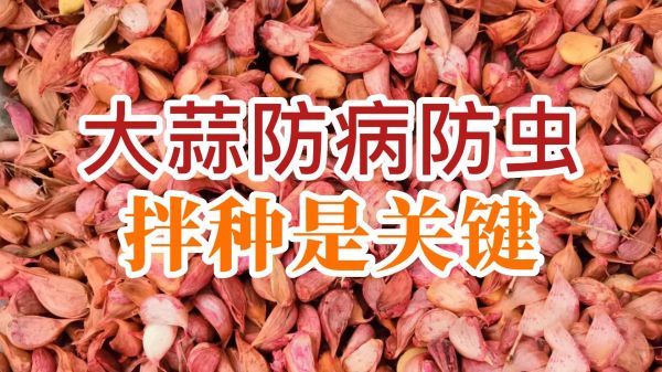 大蒜防病防蟲、拌種是關(guān)鍵 ()