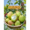 陜西冷庫紅香酥梨規(guī)格6公分以上每市斤批發(fā)價格1.2元，及時雨果蔬