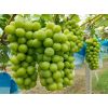 陜西陽光玫瑰葡萄，冷庫陽光玫瑰葡萄批發(fā)價格2-3元，看貨定價。